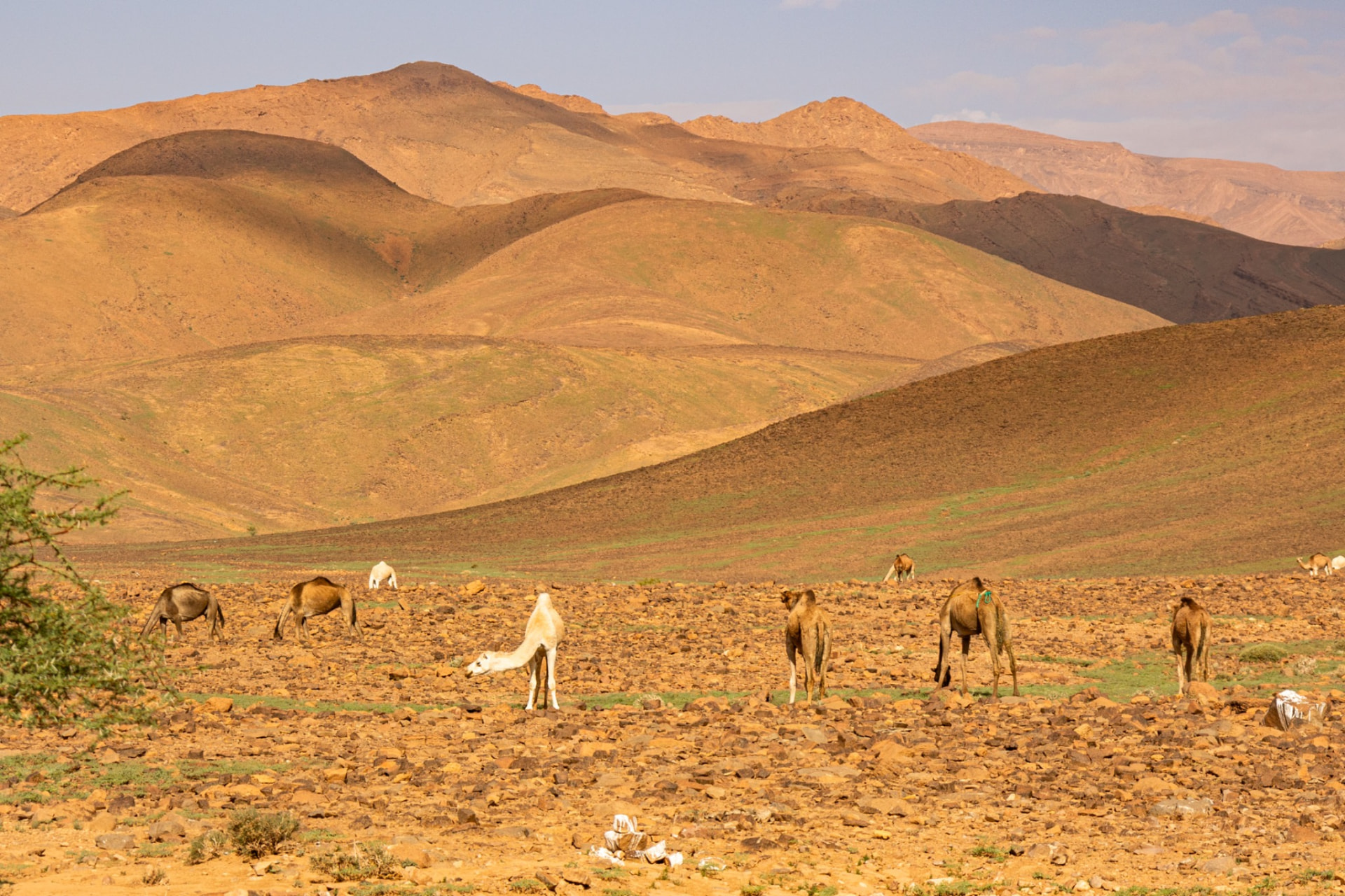 Camels grazing in a rocky arid mountain valley in southern Morocco