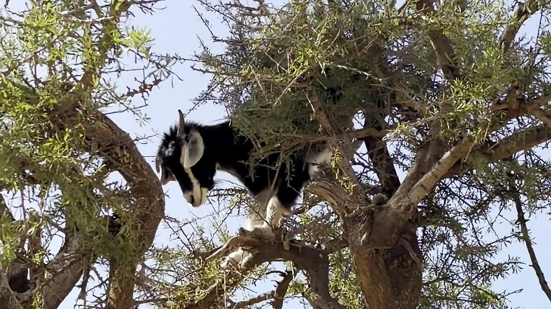 A goat standing among branches and leaves in a tree photographed during Oualid’s outing