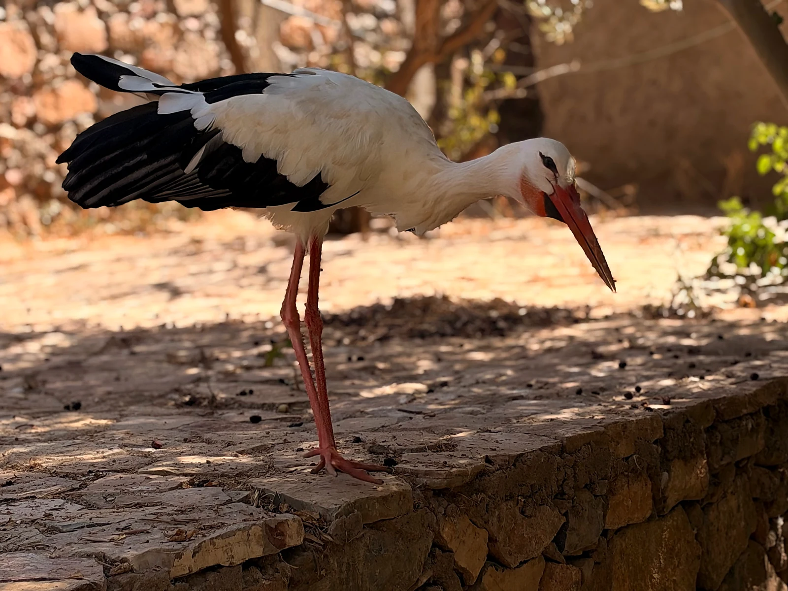 A white stork with black flight feathers standing beside a shaded wall during the Tiout visit