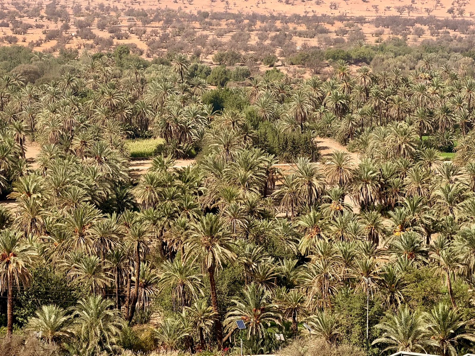 Dense palms and cultivated gardens in Tiout oasis beneath the dry hills near Taroudant
