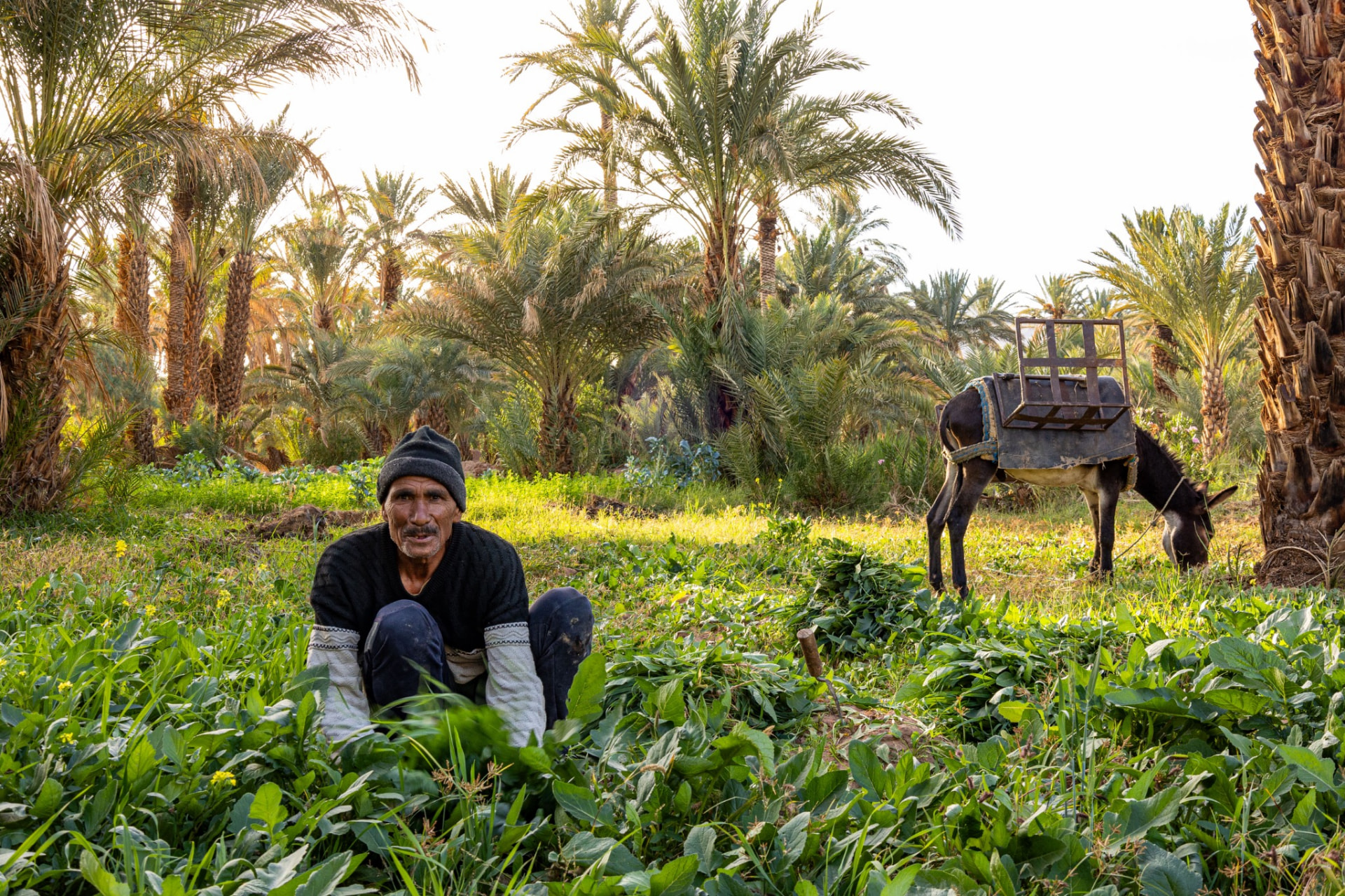 A farmer working a field of green crops with a donkey and date palms behind, in a southern Moroccan oasis