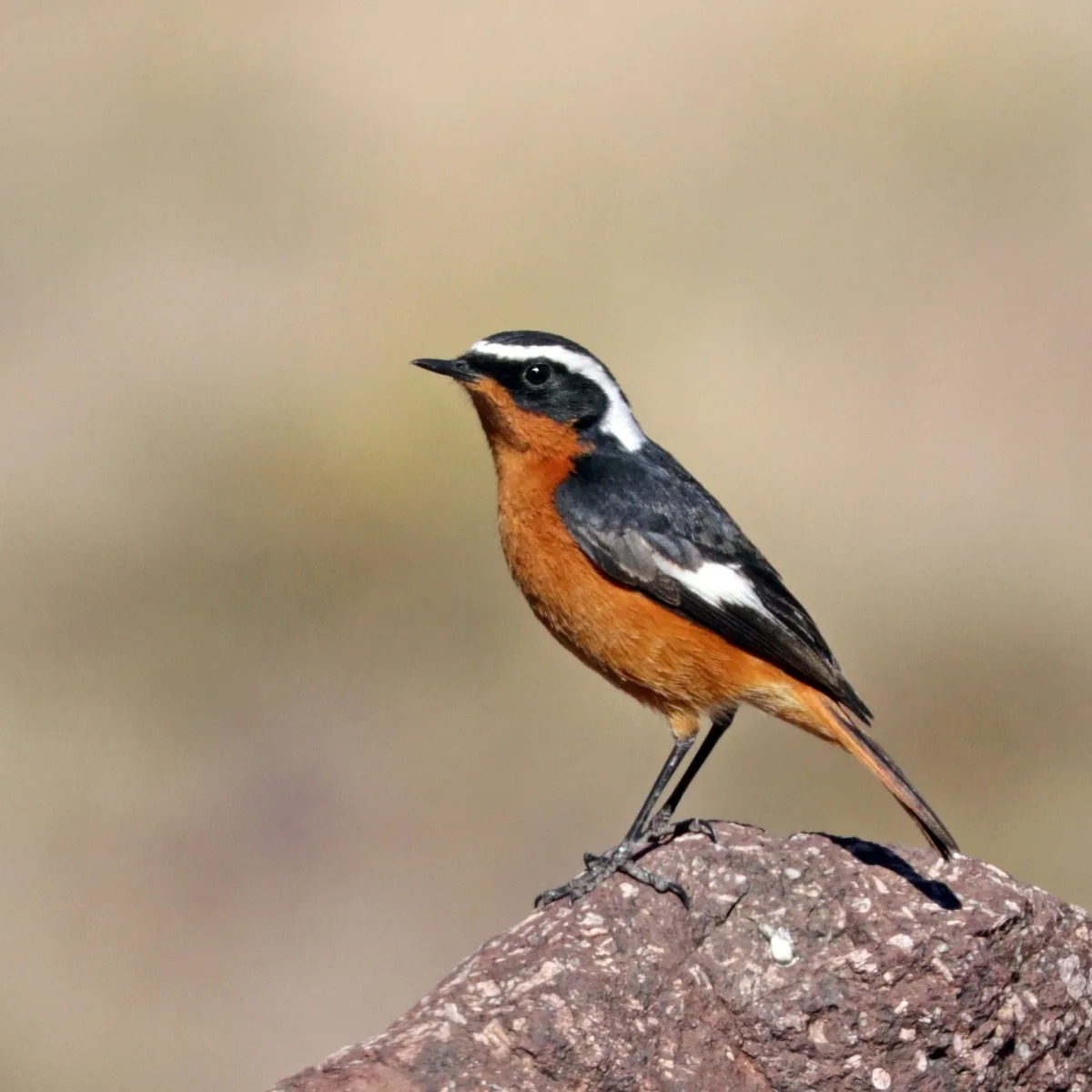A male Moussier's Redstart with orange breast and black-and-white head