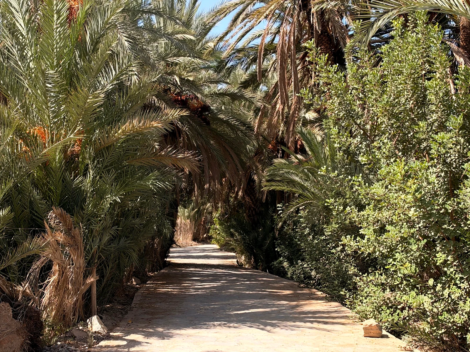 A shaded walking path beneath date palms and garden vegetation in Tiout