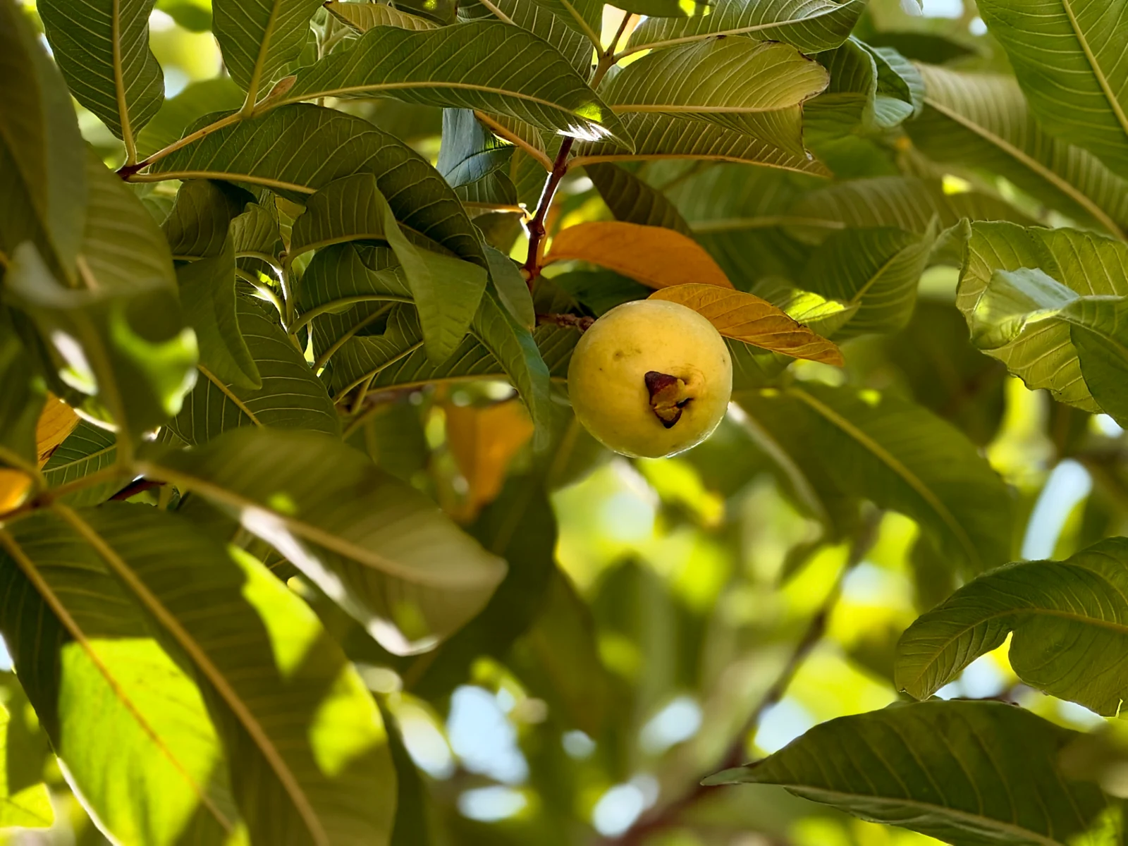 Fruit and green leaves in a garden in the Tiout palm grove