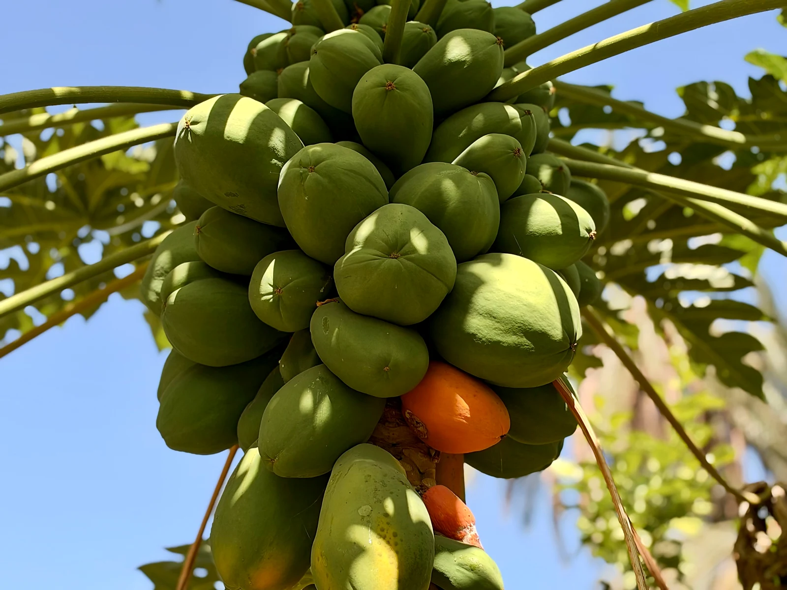 Green and ripening papayas growing closely around a tree trunk in Tiout