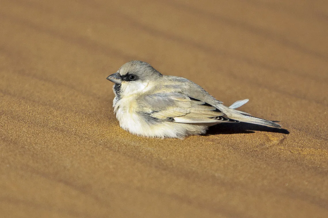 A pale Desert Sparrow perched near Merzouga in the Moroccan Sahara