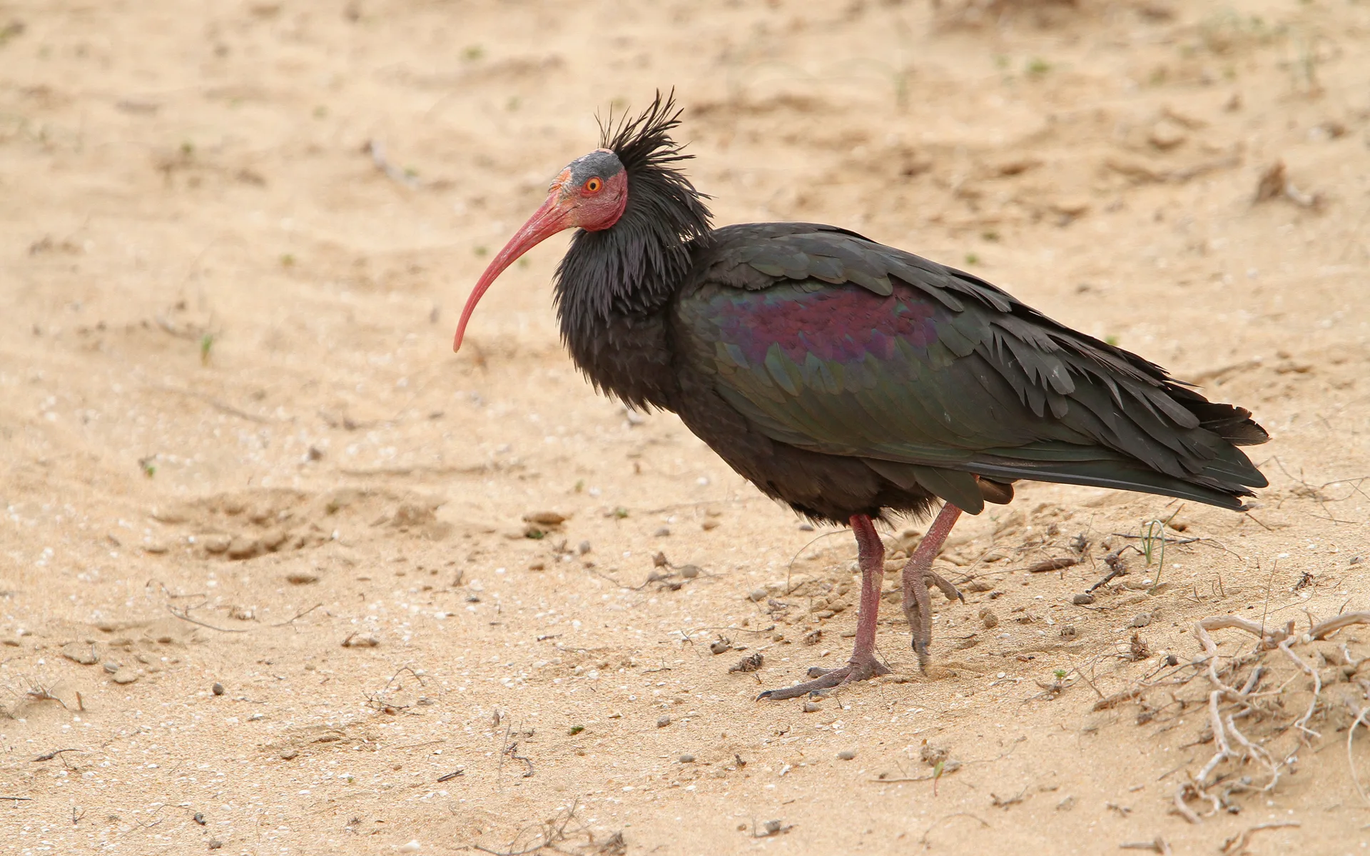 A Northern Bald Ibis walking on sandy ground on Morocco's Souss-Massa coast