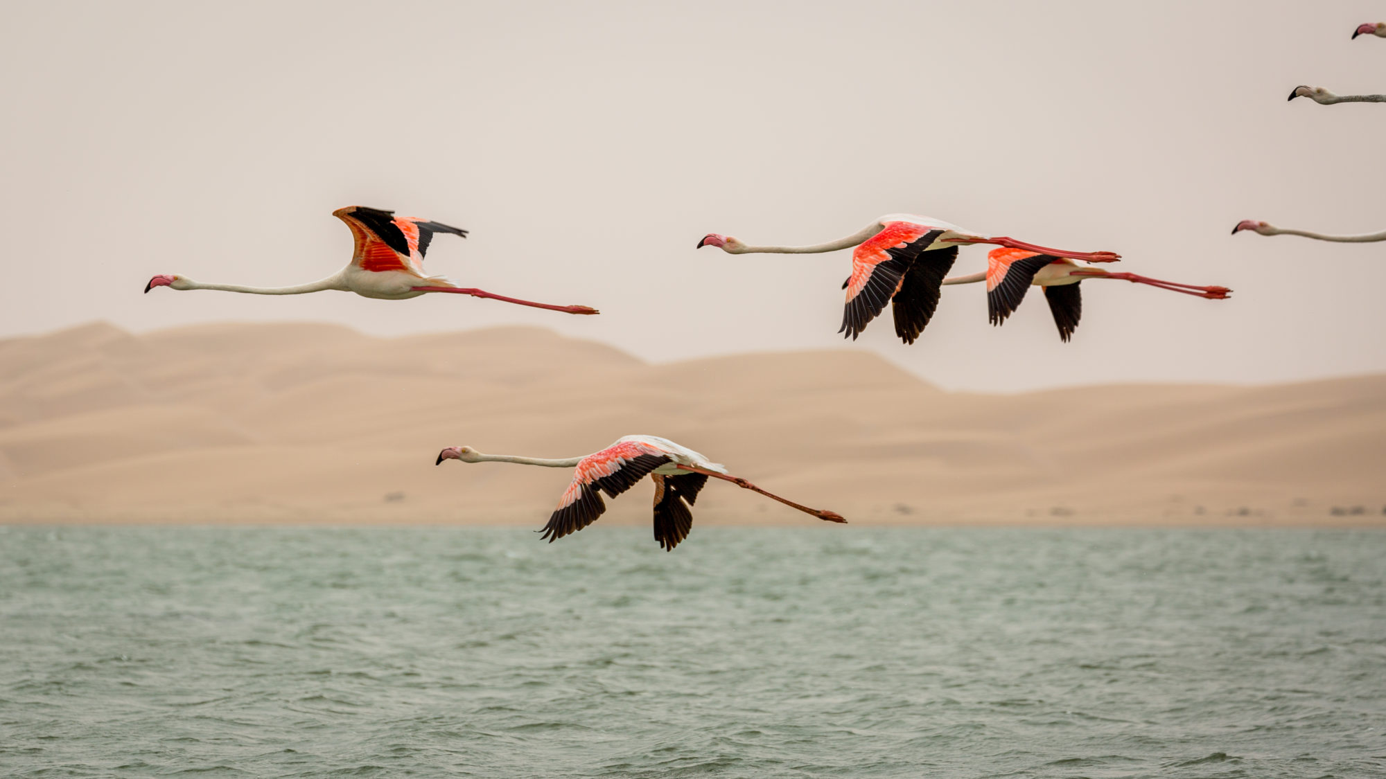 Flamingos flying in formation over Khnifiss lagoon with desert dunes behind