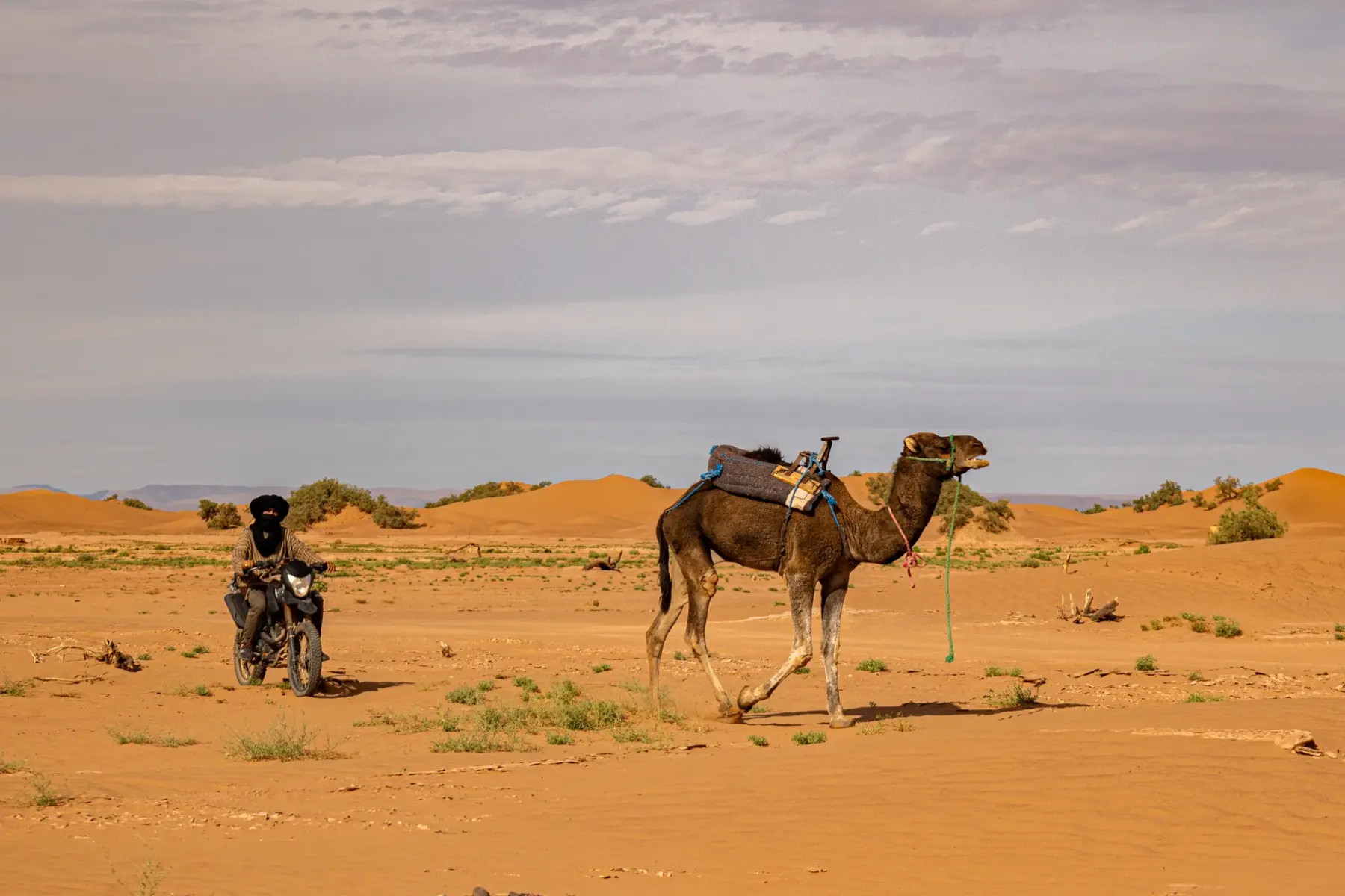 Camels and open dune landscape at Erg Chigaga in southern Morocco