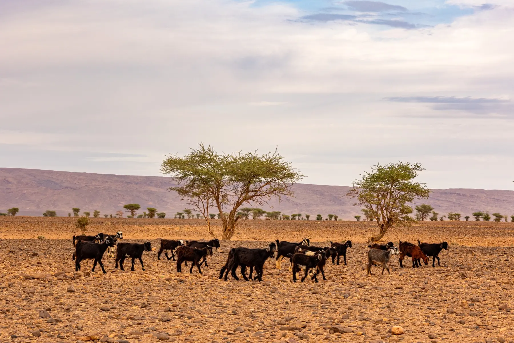 A herd of goats crossing a stony pastoral landscape in southern Morocco