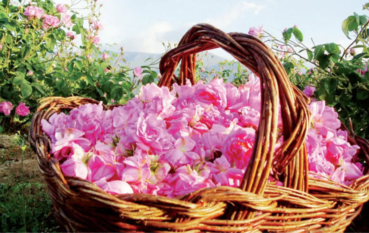 Basket filled with freshly harvested pink roses in the Valley of Roses