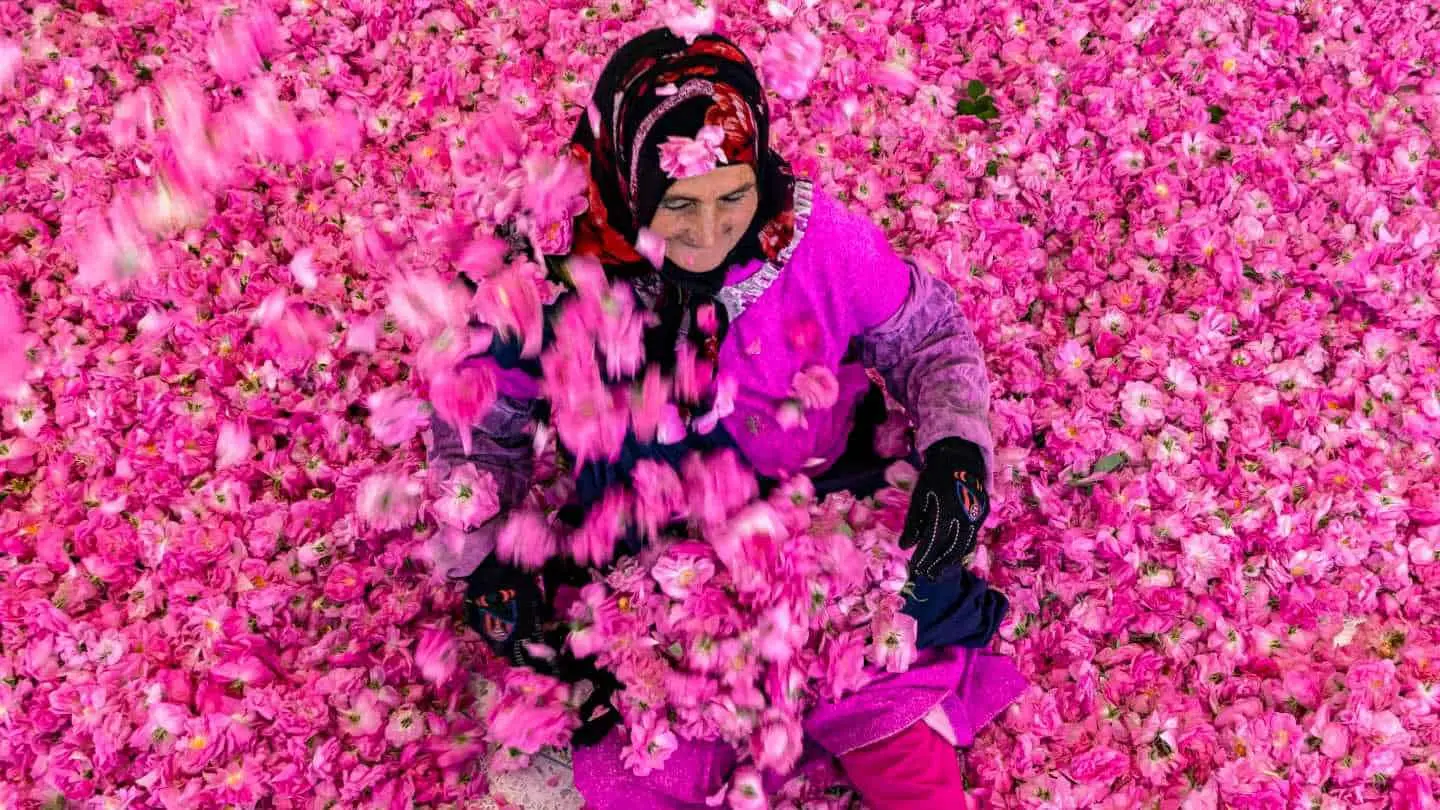 Rose harvest in Kelaat M’Gouna, Morocco