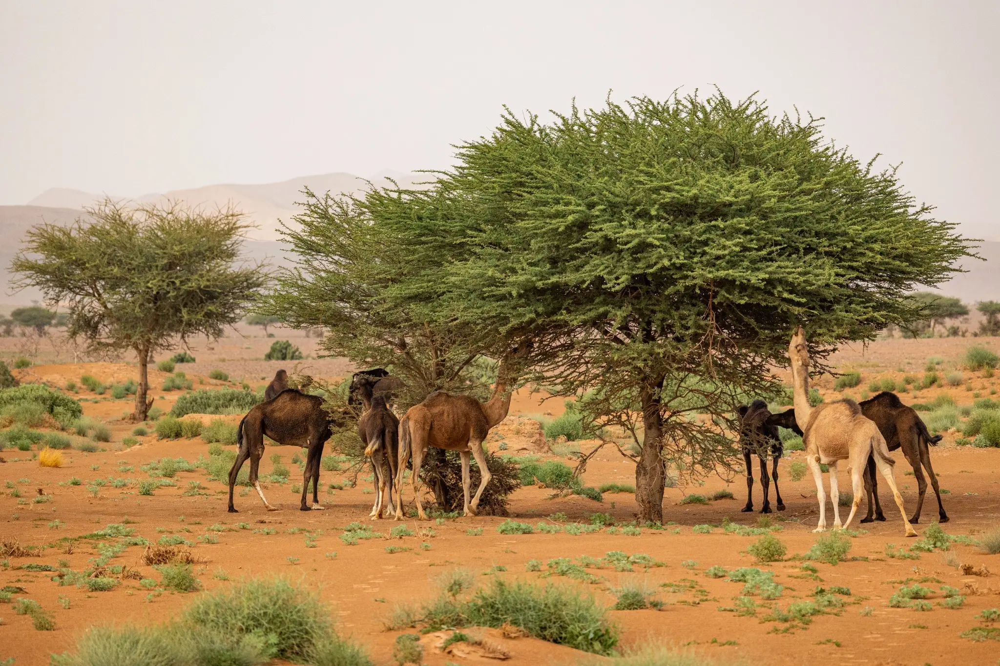 Camels beneath an acacia tree near M’Hamid for Taragalte Festival 2026